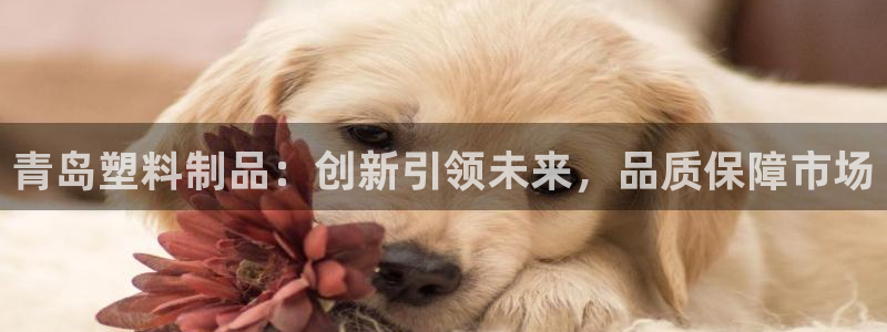 太阳地产老板：青岛塑料制品：创新引领未来，品质保障市场